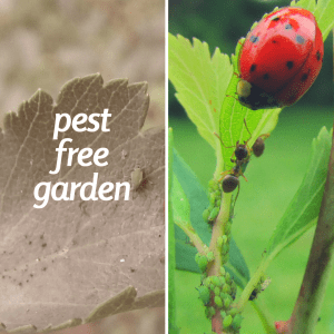pest free garden